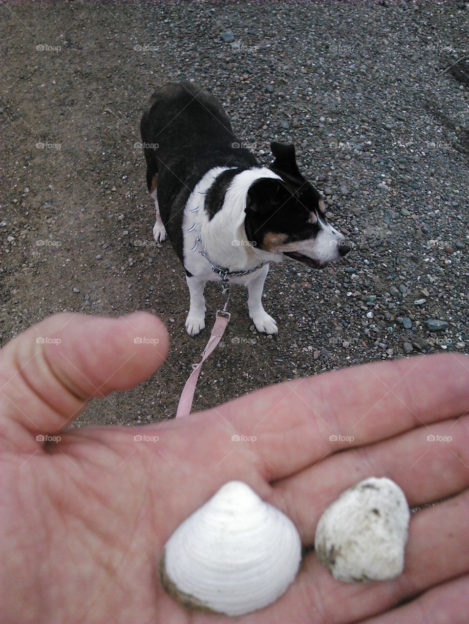 Dog and sea shells