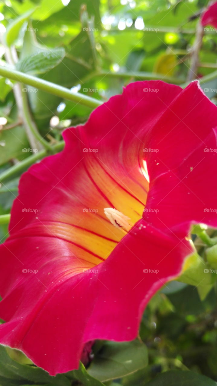 Red flower