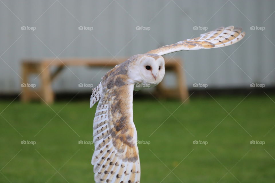 Barn owl