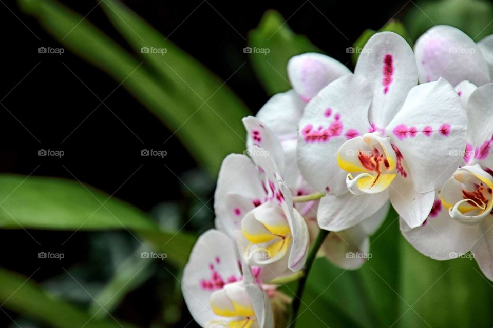 Orchid
