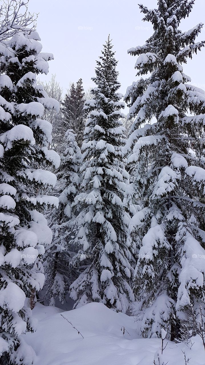Firs in winterland