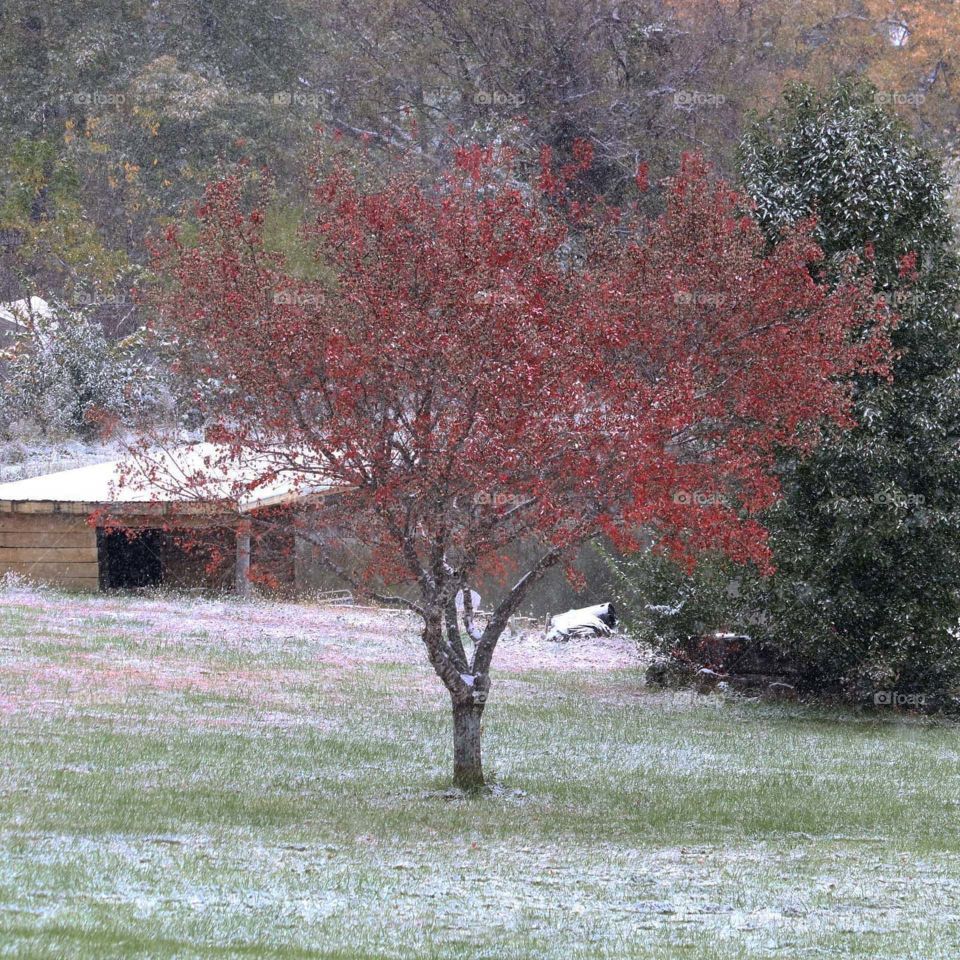 red leaves on tree with snow