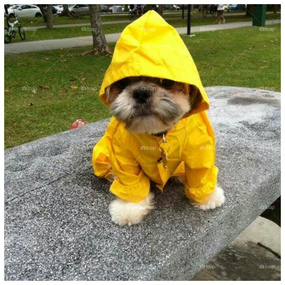 dog wearing rain coat.