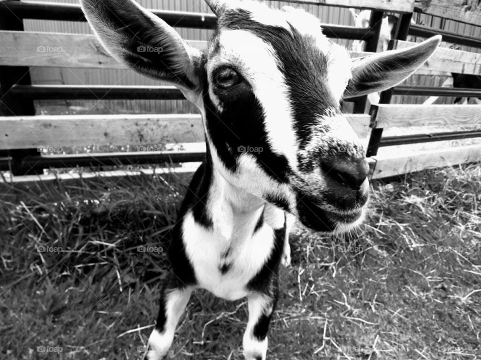 black and white portrait of a goat