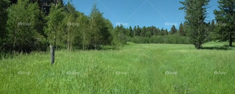 Landscape, Grass, Nature, Hayfield, Summer