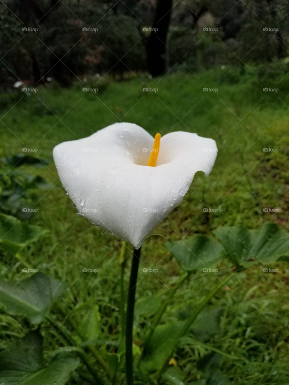The Calla Lily