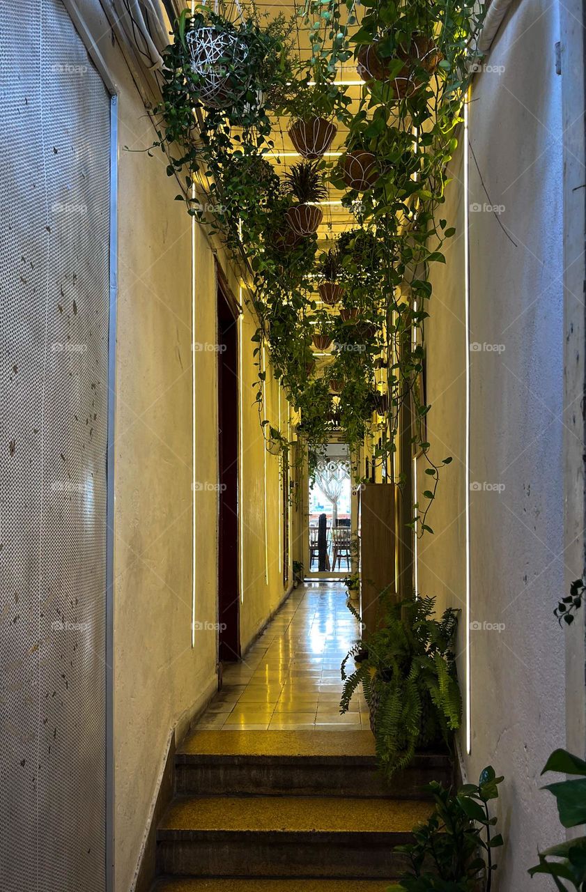 Hallway of handing plants 