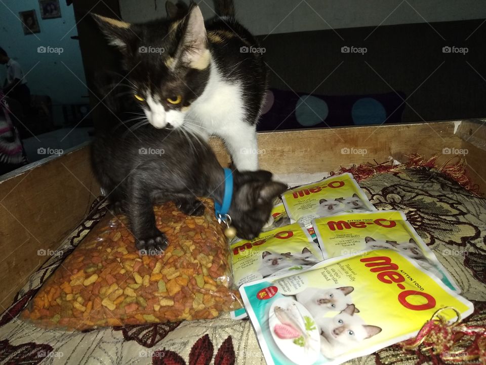 time to eat kumis and bladus the cats