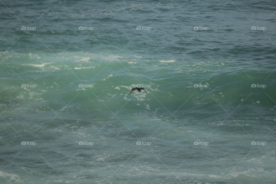 Double crested Cormorant 