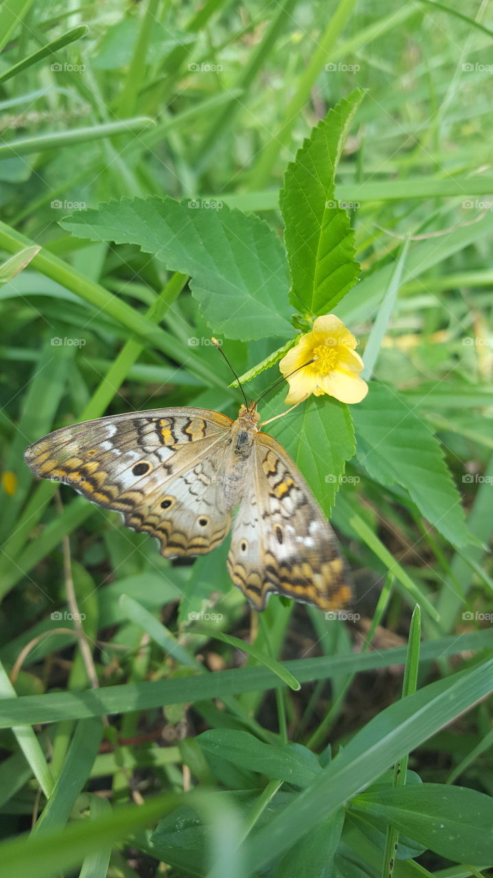 Beauty of a Butterfly!!