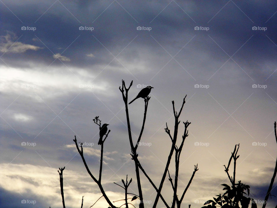 silhouette of the birds