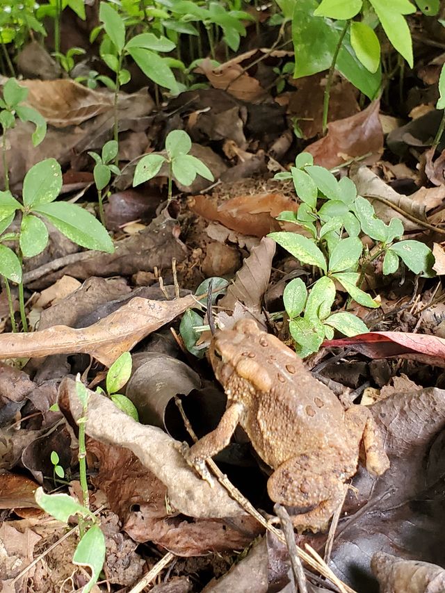 Cute little frog