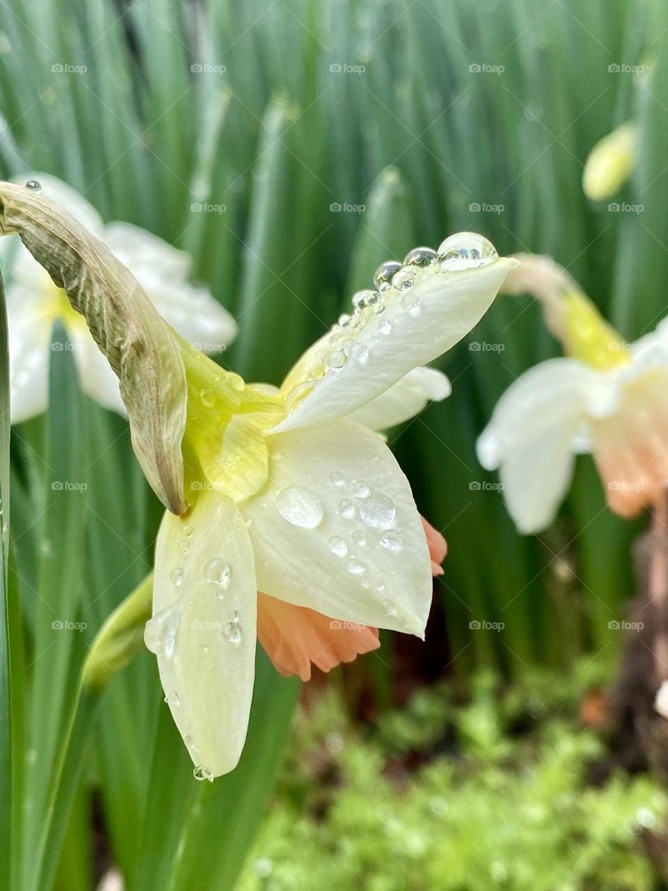 Rain drops on a colorful daffodil