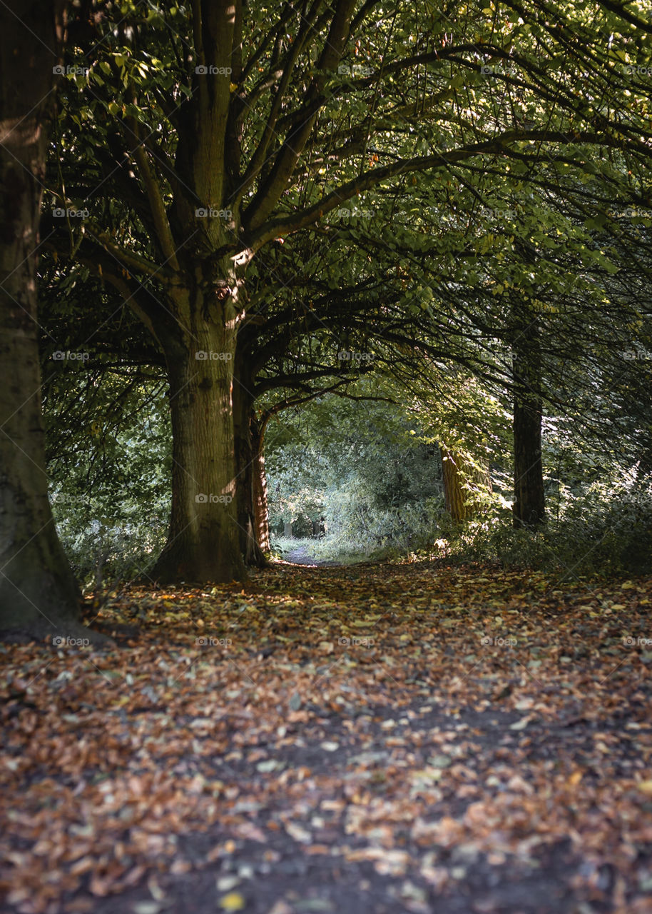 Autumn woodland path with fallen leaves