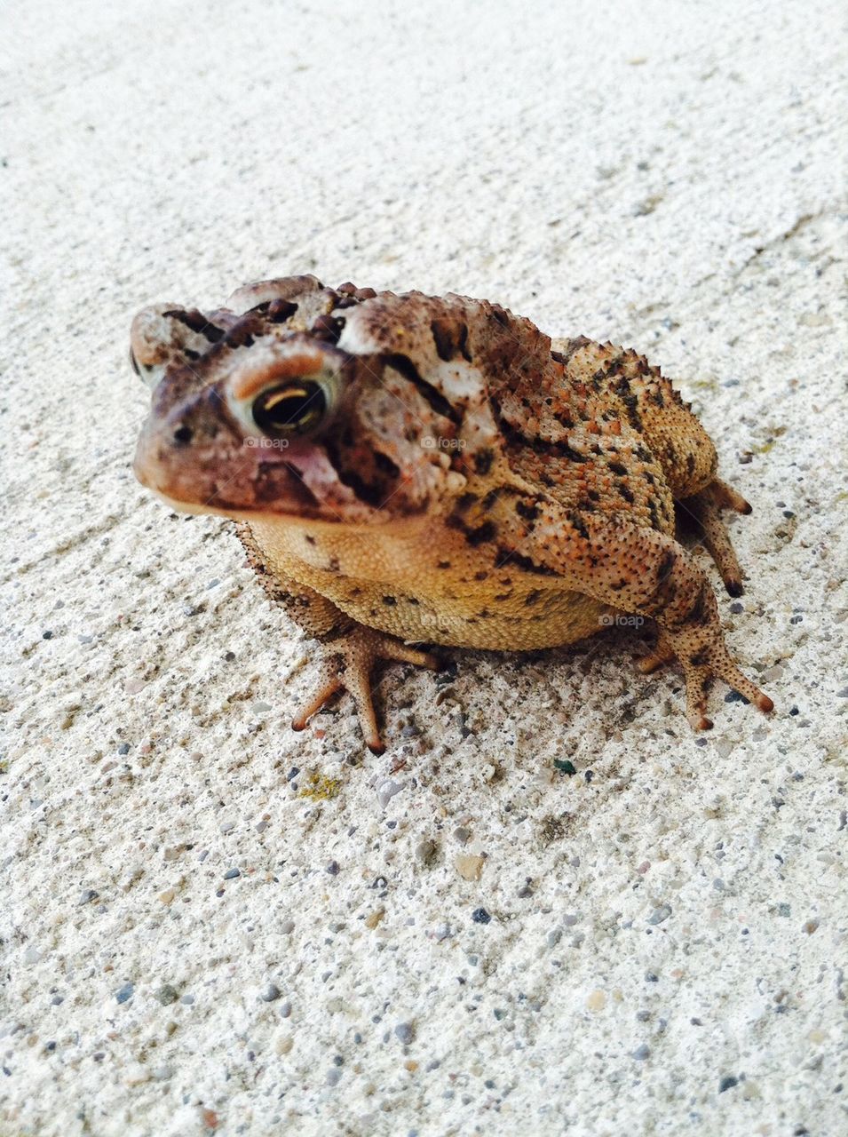 Big toad 