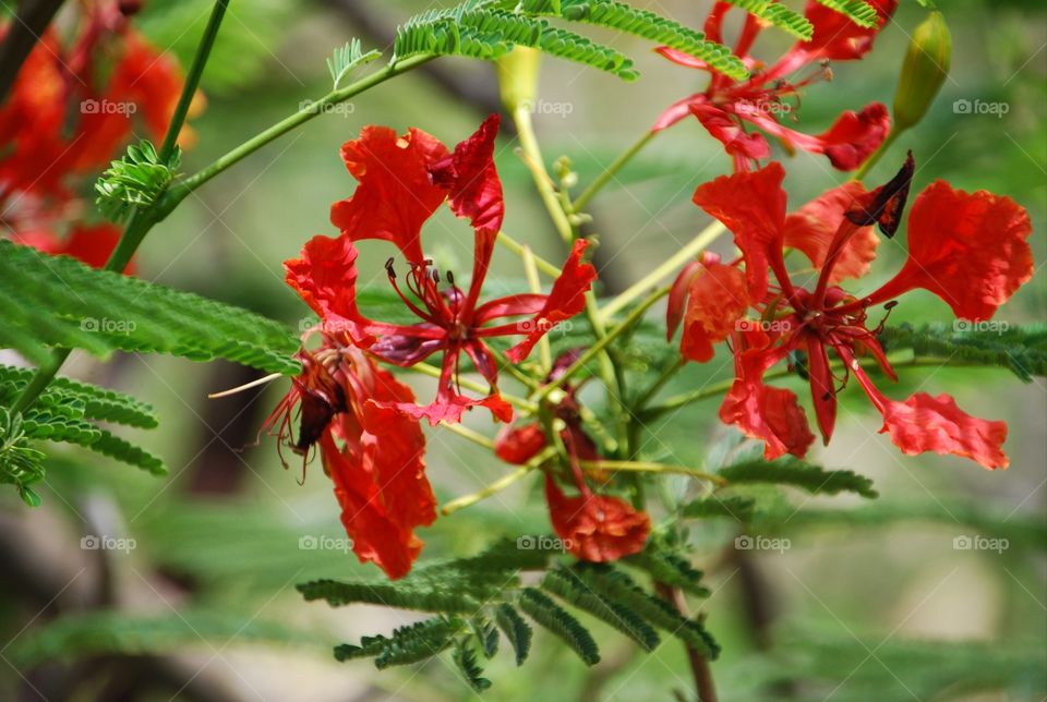 African red flower