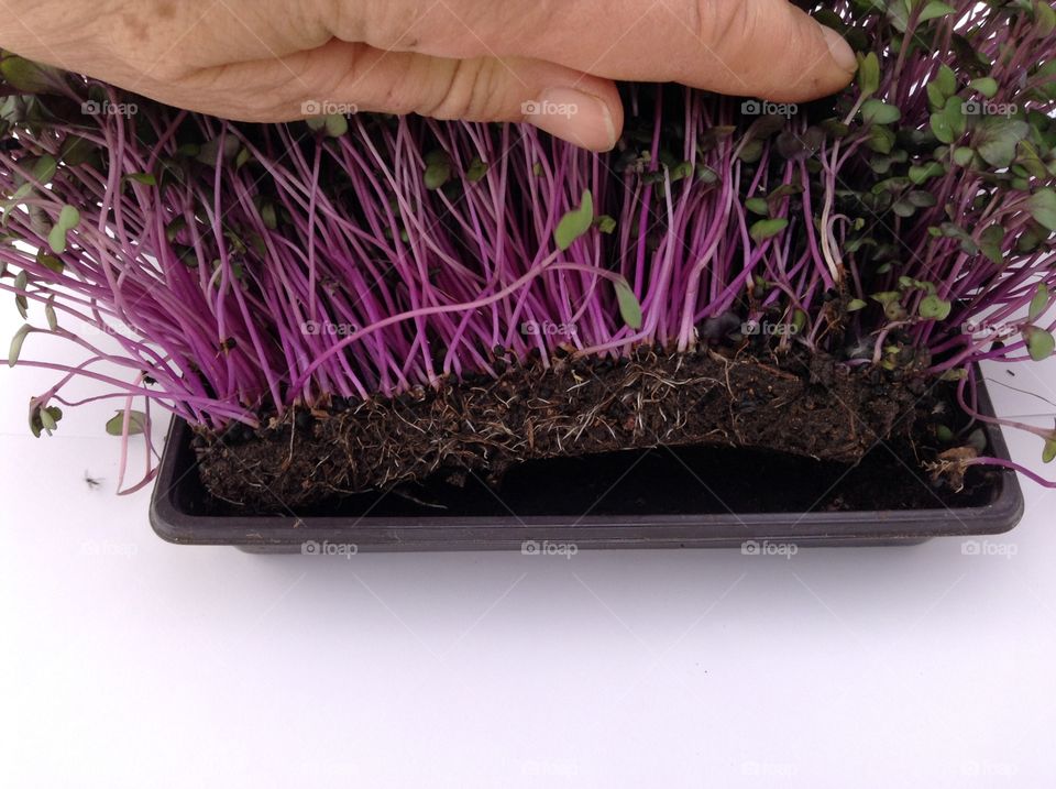 Microgreens  growing in tray.   Showing the roots and soil.