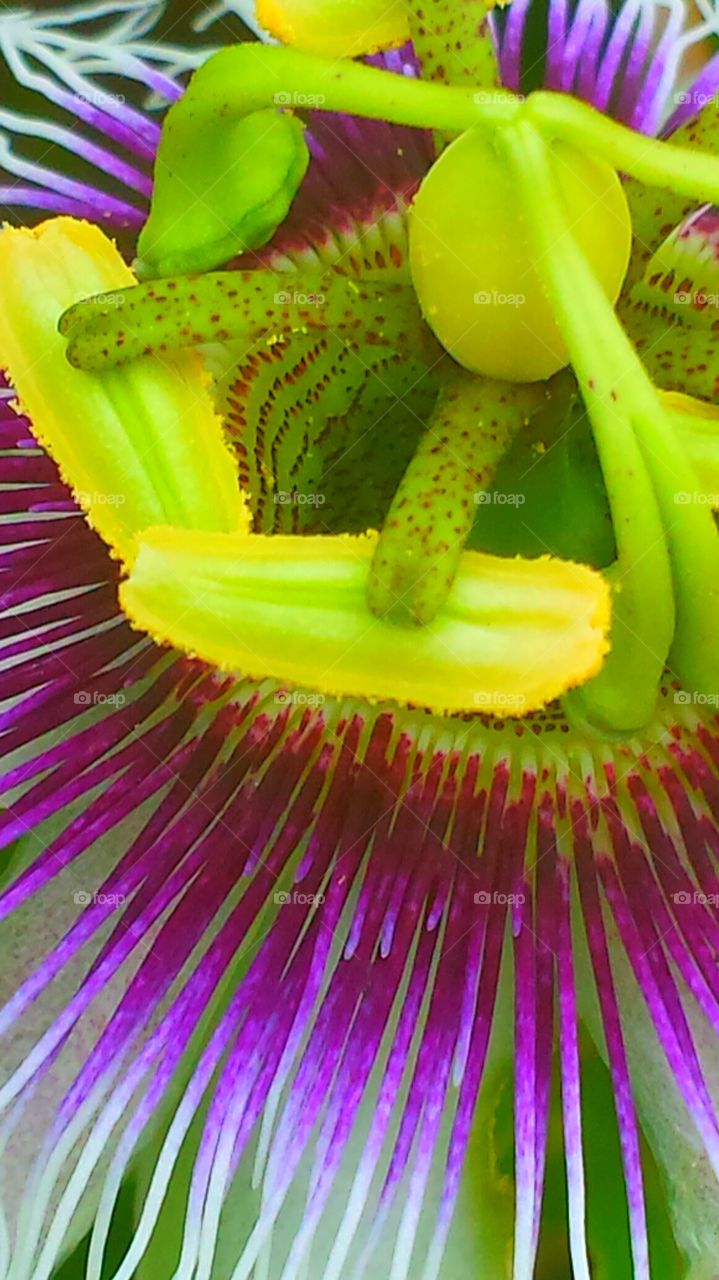 "Passion Flower Closeup ". It is said that the components of the passion flower tells the story of the crucifixion of Jesus Christ