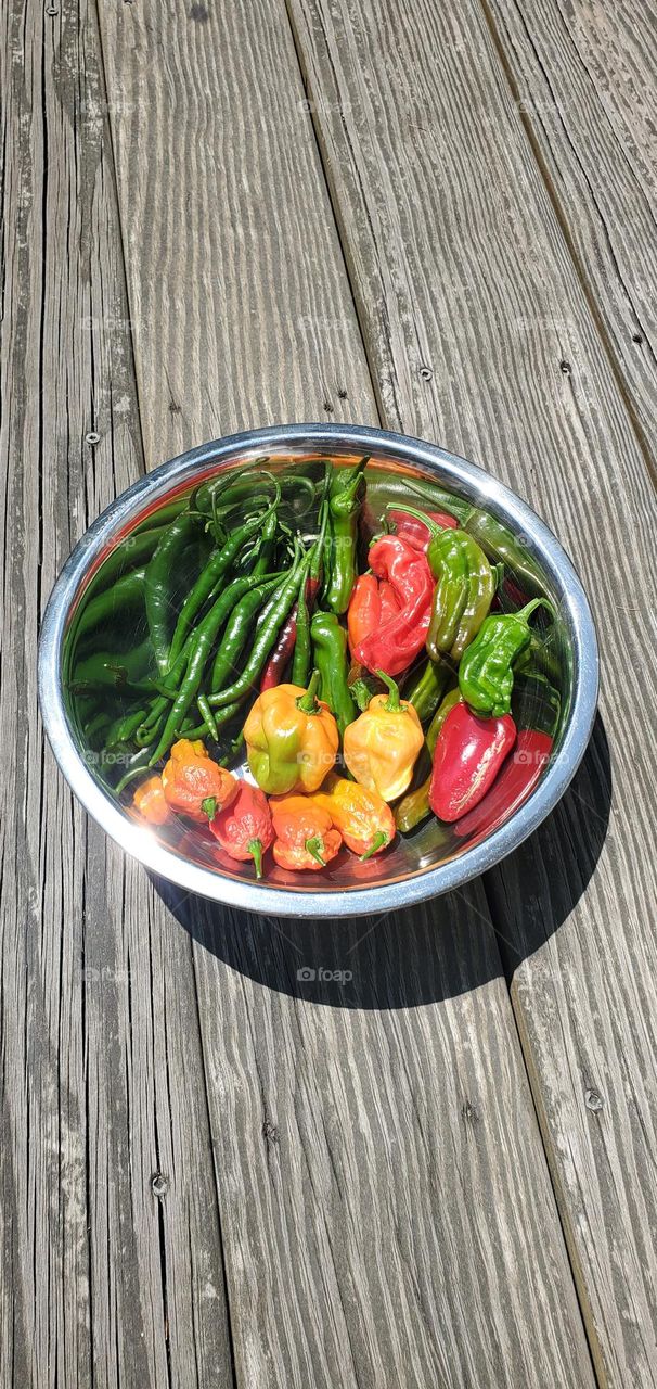 stainless steel bowl of garden peppers - habanero, cayenne, jalapeno, ghost