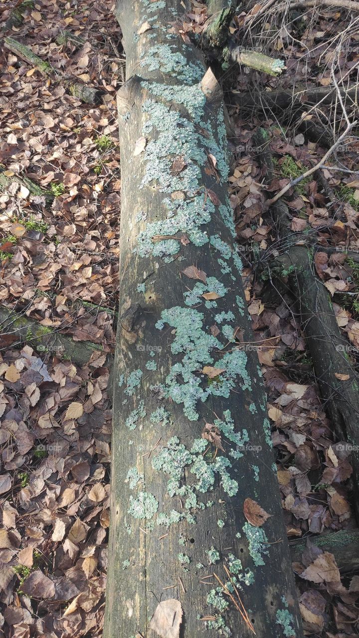 Covered with mushrooms