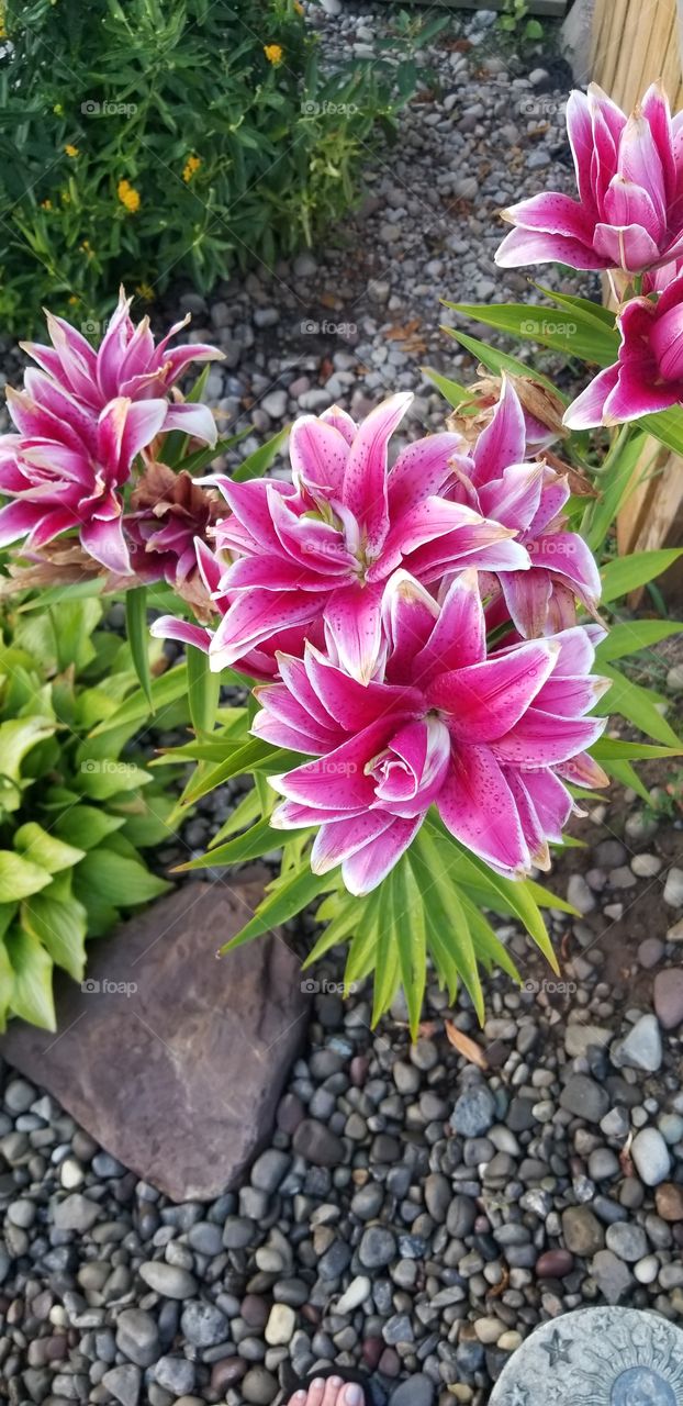 Big beautiful lillies blooming in my garden. Late but loved the same.