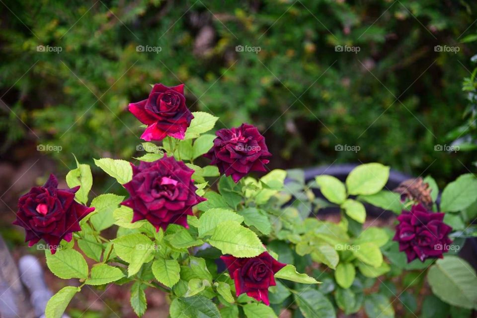 beautiful Roses