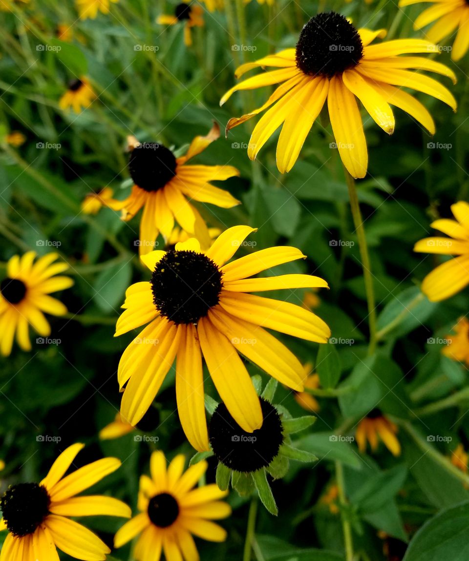 yellow flowers.