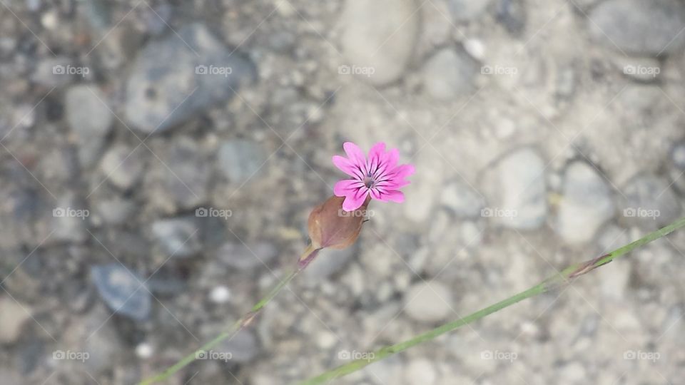 river flower