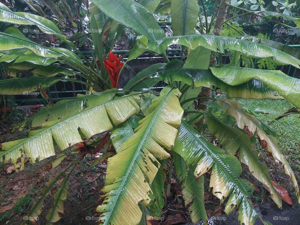 flower in the rain, so beautiful naturally