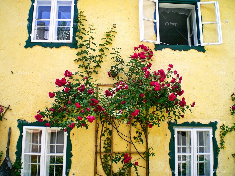 Salzburg windows