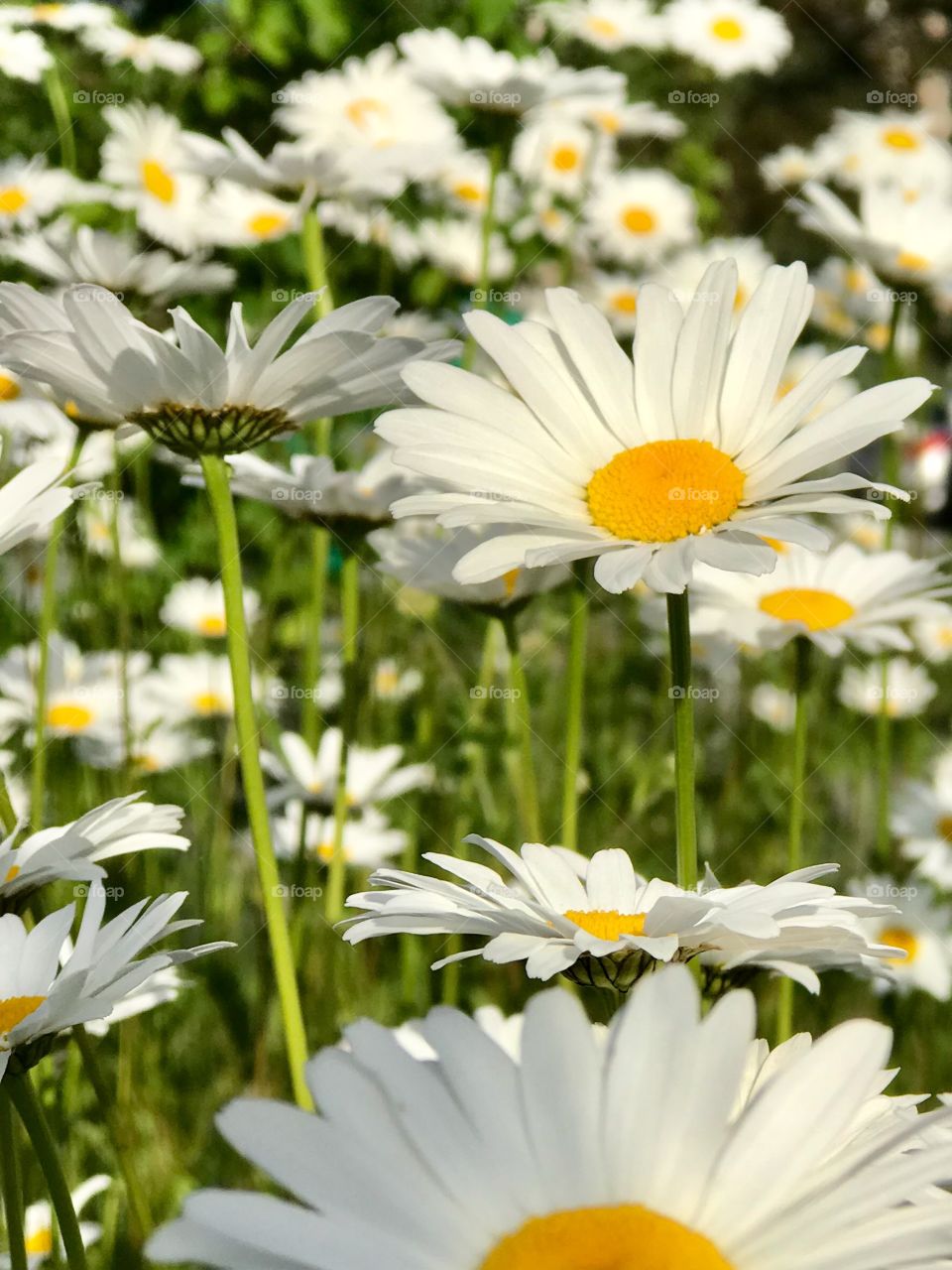 Daisies