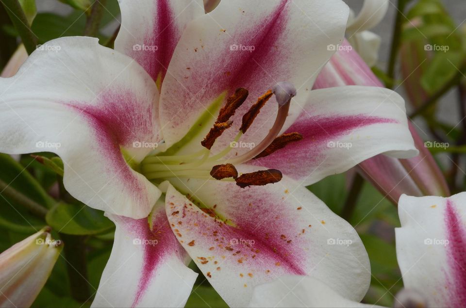 A portrait of a white and purple lily.