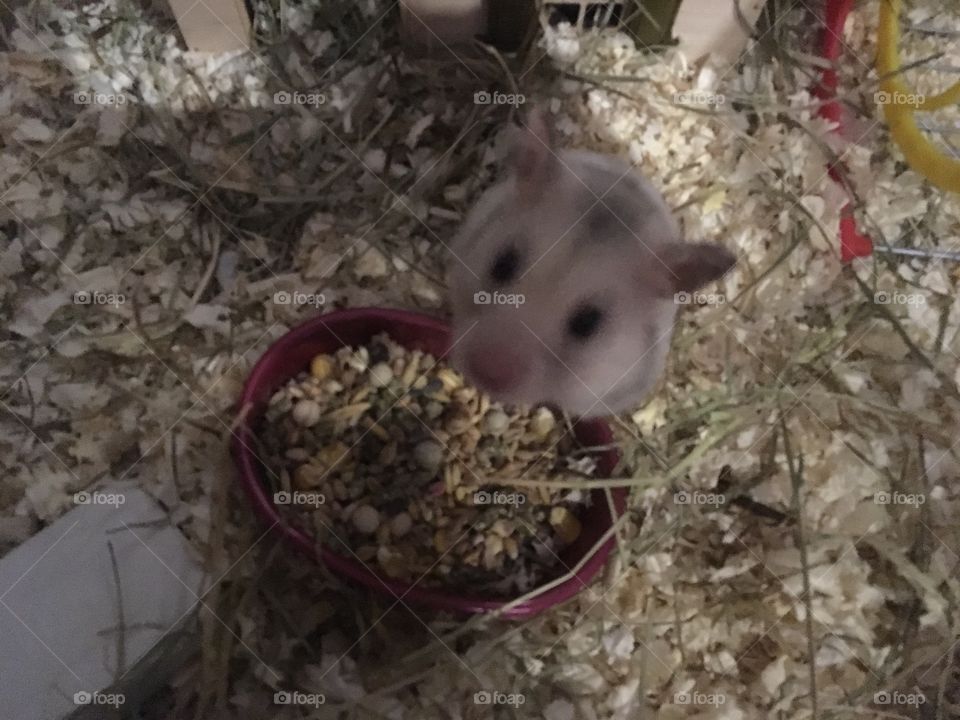 Hamster