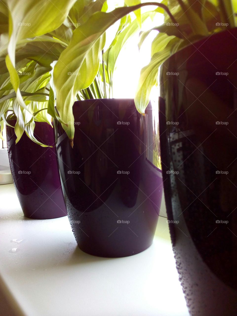 green leaves of house plants in purple pots