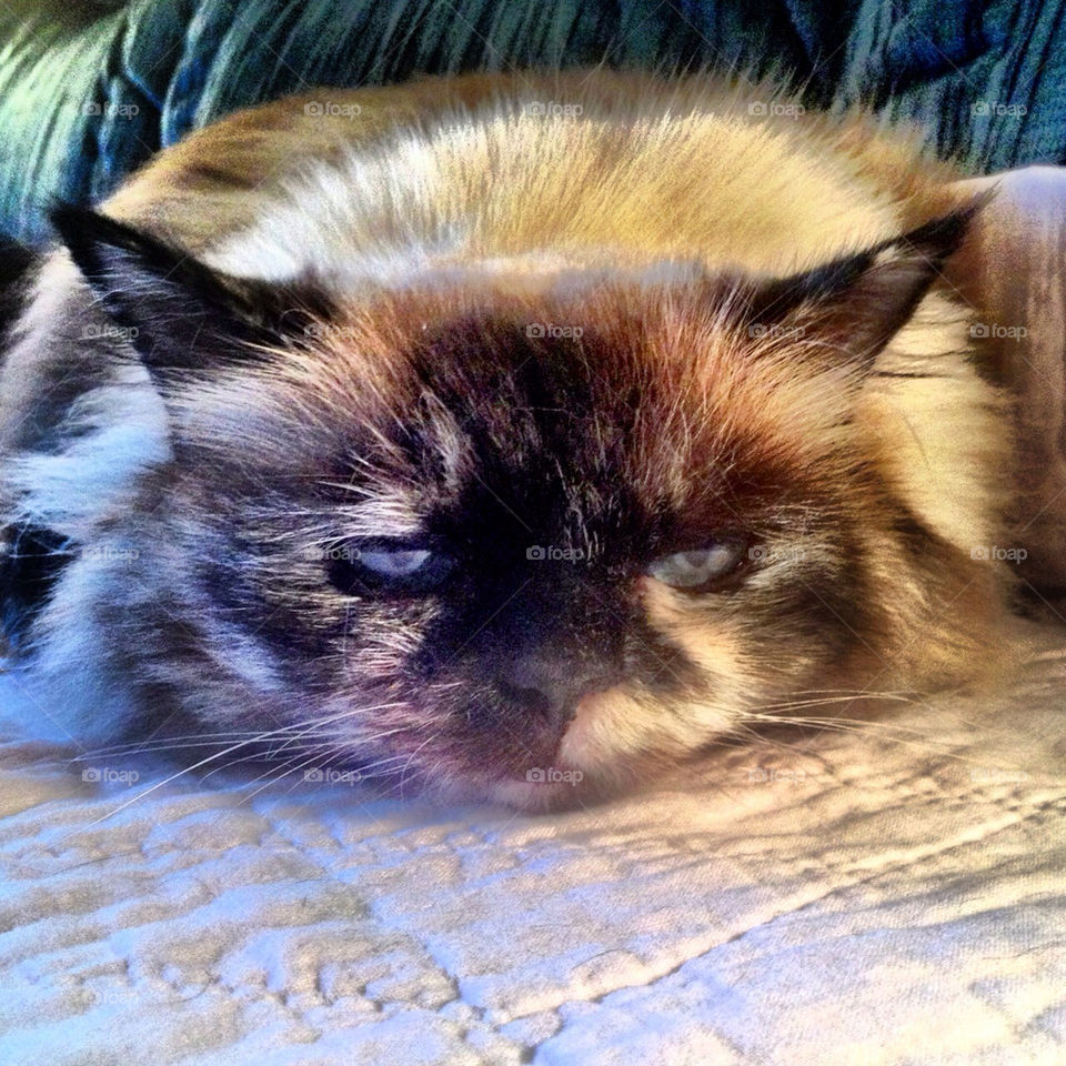 cat kitty tired big by stykellee