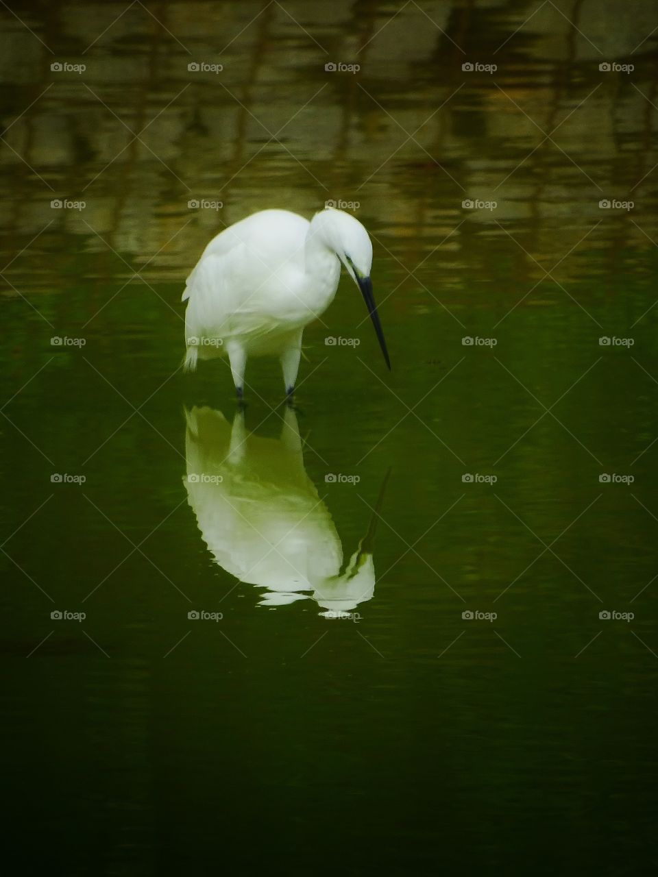 The reflections of the Heron