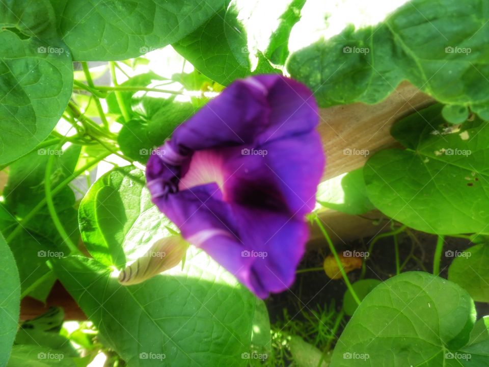 morning glory. This is another picture of the same morning glory growing in my back 🔙 yard