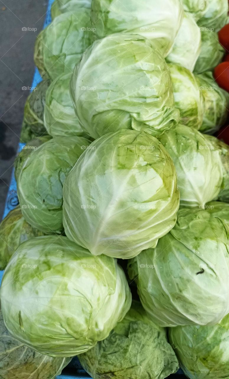 Cabbage