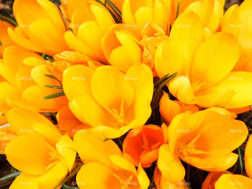 beautiful spring flowers and beautiful color