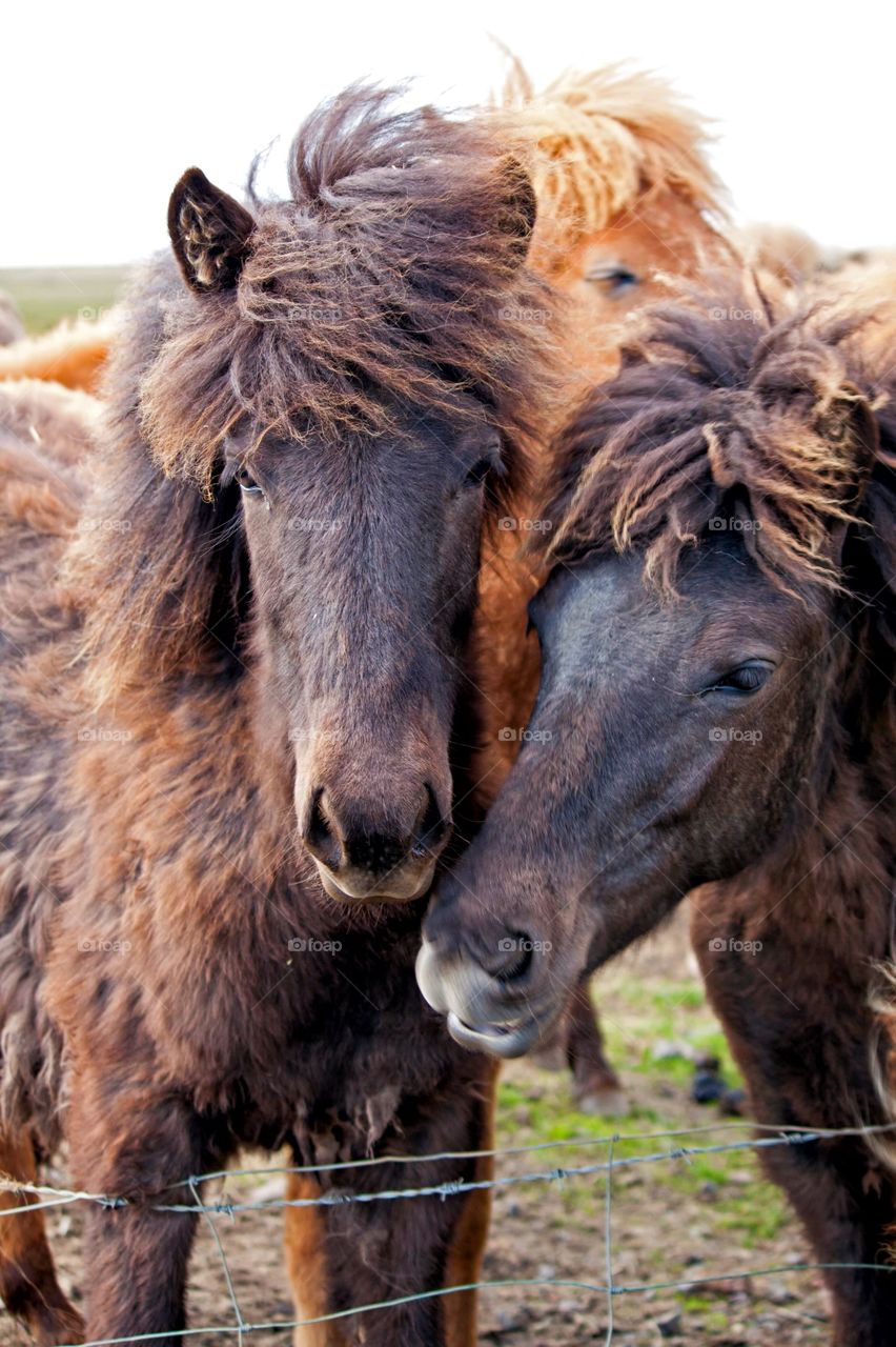 A group of friendly, shaggy and very cute Icelandic horses.