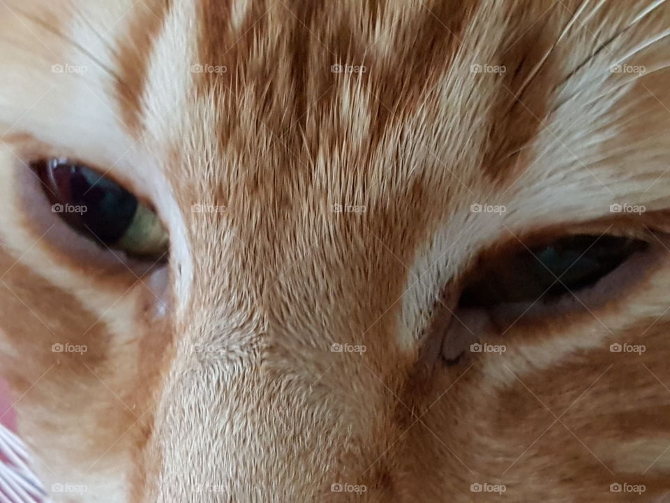 Cat's eye view