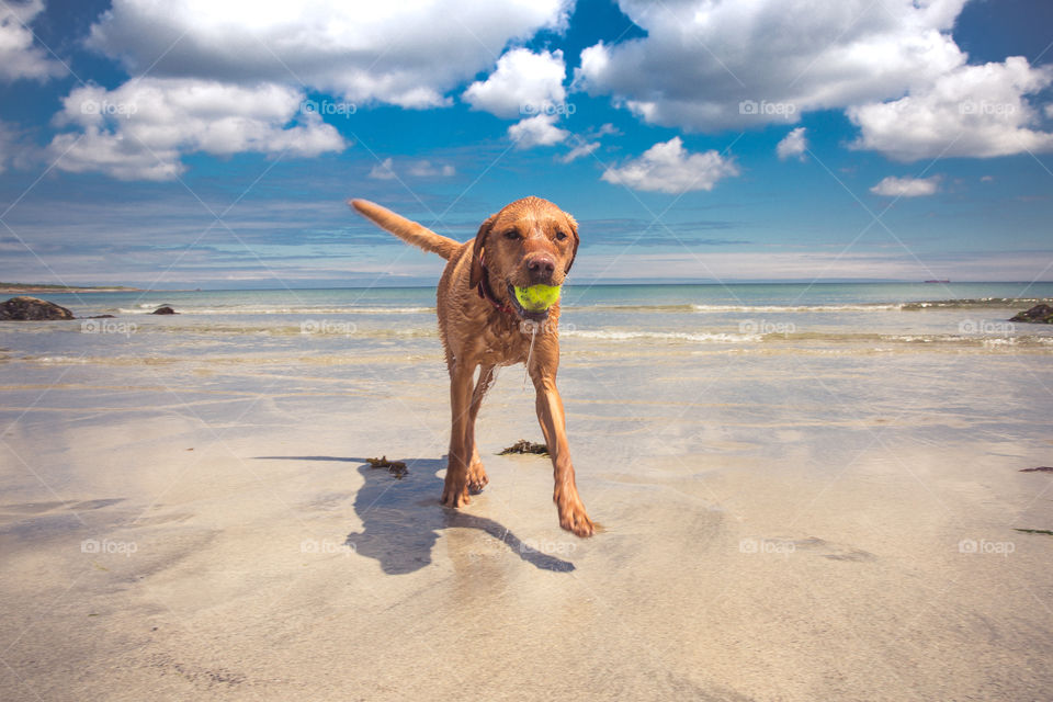 A playful yellow labrador retriever dog running along a white sandy beach under a blue sky in a pet summer vacation image with copy space