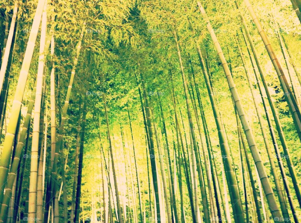 a memory of bamboo