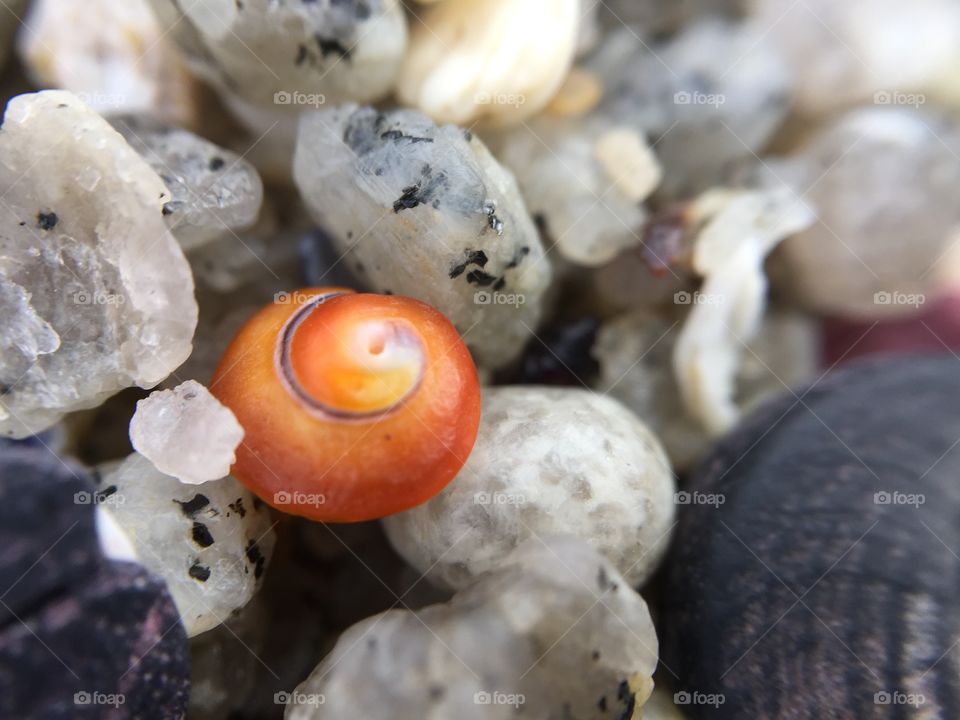 Close up of a sea shell