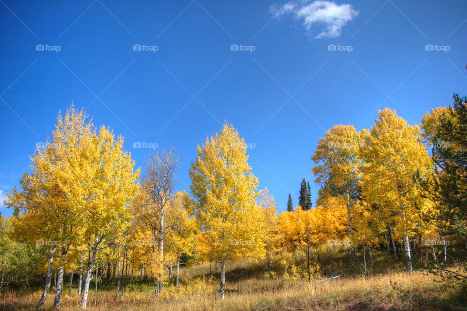 Aspens 