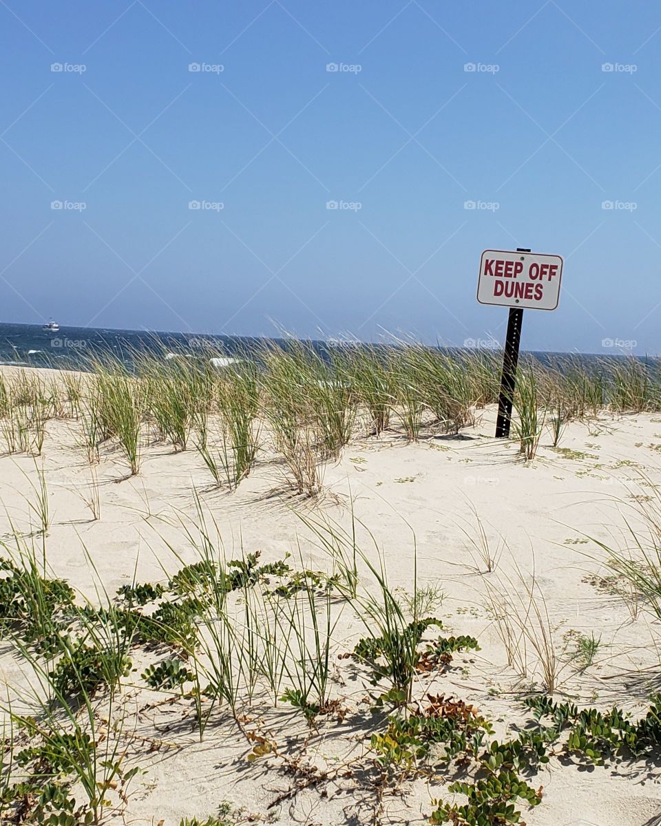 jersey shore sand dunes