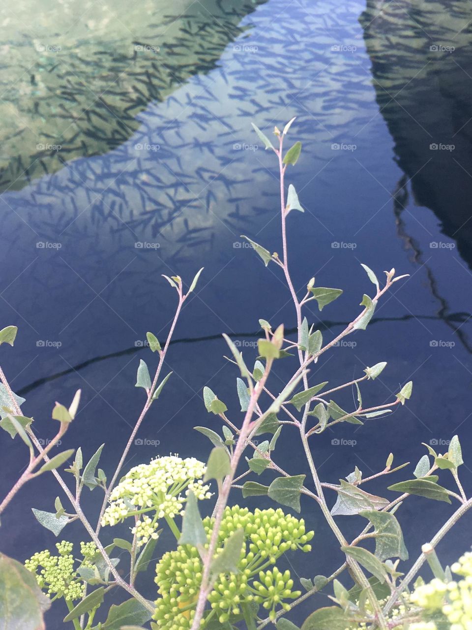 Fish reflection in harbour 