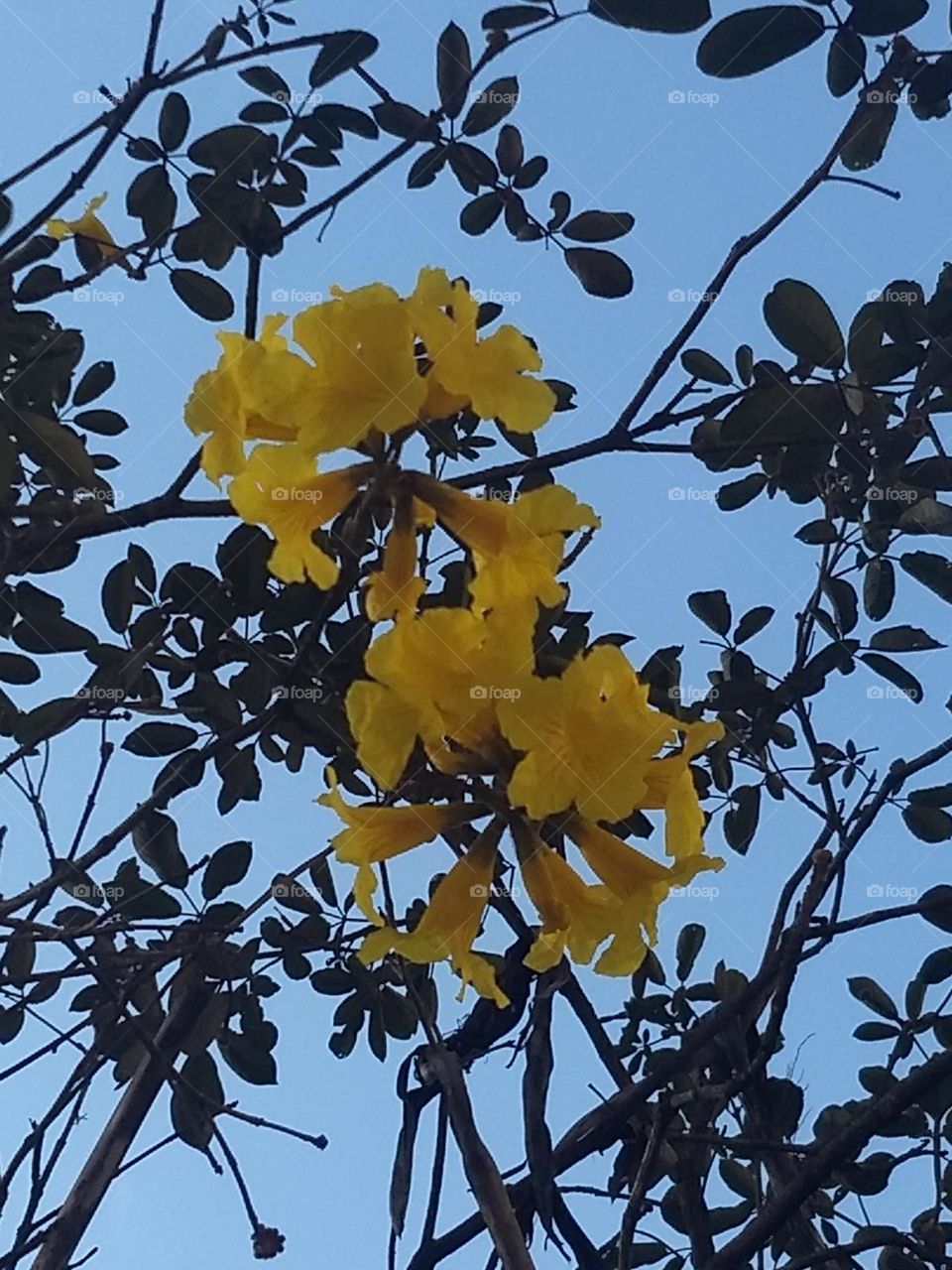 yellow flowers and blue sky