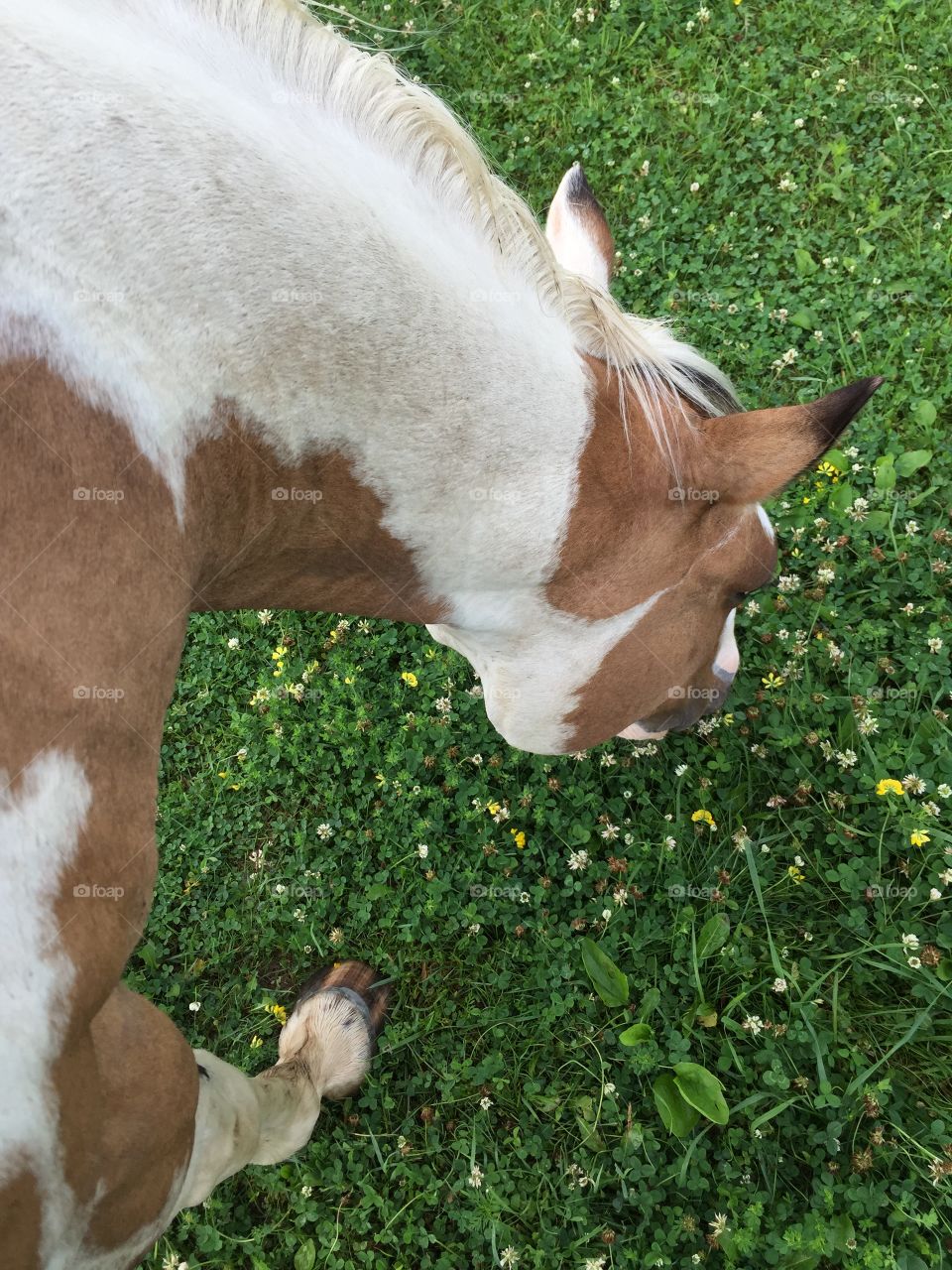 View looking down a white and tan paint horse's neck as he grazes