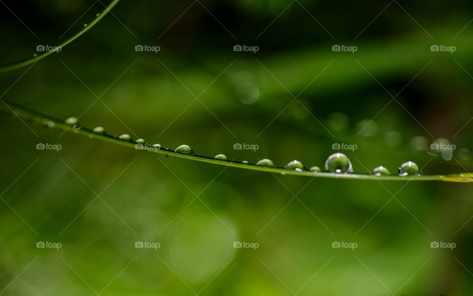 rain drops